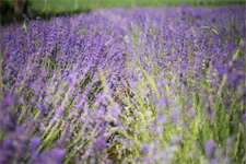 Foto für Erlebnis-Wanderung Lavendel